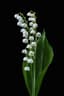 Lily of The Valley