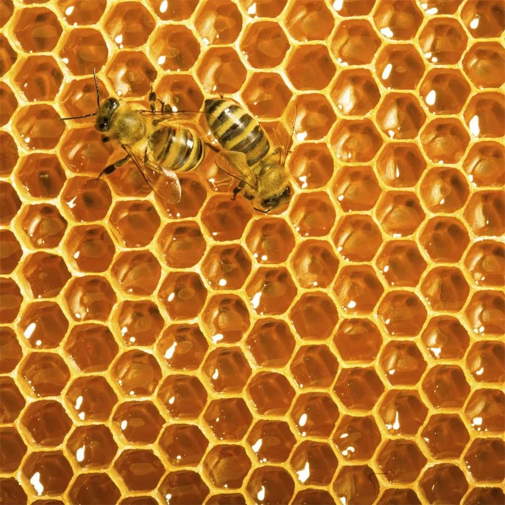 Honey — God's Original Sweetener. What Is Really Made of?